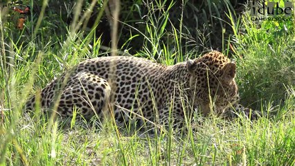 Idube Safari Highlights #321: 10 - 12 February 2015 (Latest Sightings) (4K Video)