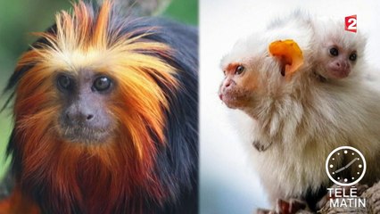 Des singes très rares dérobés au zoo de Beauval