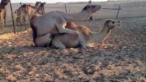Lets Get It On - Camels doing what camels do