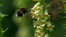 Bee Kidnaps Aphid in Slow Motion - The Slow Mo Guys