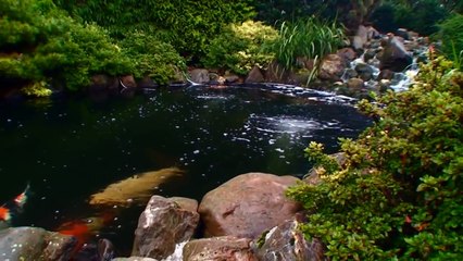 Nippon koi garden- www.koikenner.nl/blog