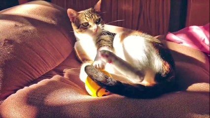 Funny Cats Video - Funny Cat Videos Ever- Funny Videos 2014 - Funny Animals - Funny Animal Videos