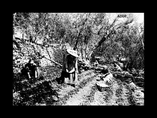 Témoignage partie 2 –  Marie-Antoinette Giorsetti, exploitante agricole au Bar-sur-Loup  – Corpus ‘’MIP -Grasse’’