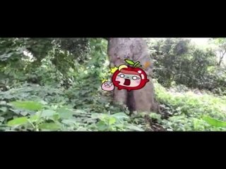 Dziwne drzewo z pisiorkiem rośnie na Tajwanie i wzbudza oburzenie wśród turystów.