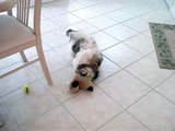 Shih Tzu puppy Lacey running around crazy, attacking furby