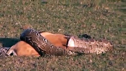 ye kon sa snake hai jo Buffalo ko nigal giya