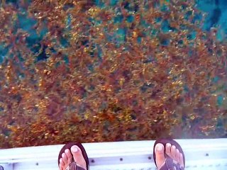 Petite Terre - sargasses iguanes et barracudas