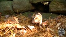 Shrew bites Chipmunks Tail