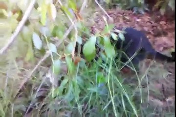 LucyFur hunts a big mouse with a wormy surprise