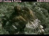 Eagle hunting fox!!! Охота беркута на лису