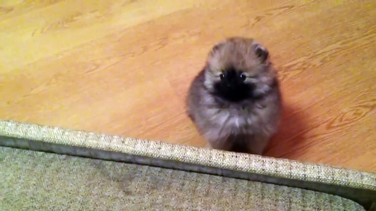 The cute puppy is nervous