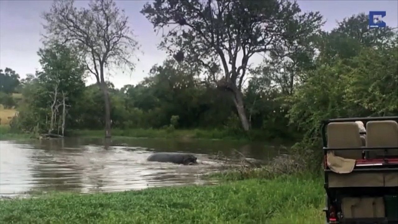 Lutte à mort entre un hippopotame, un crocodile et un gnou
