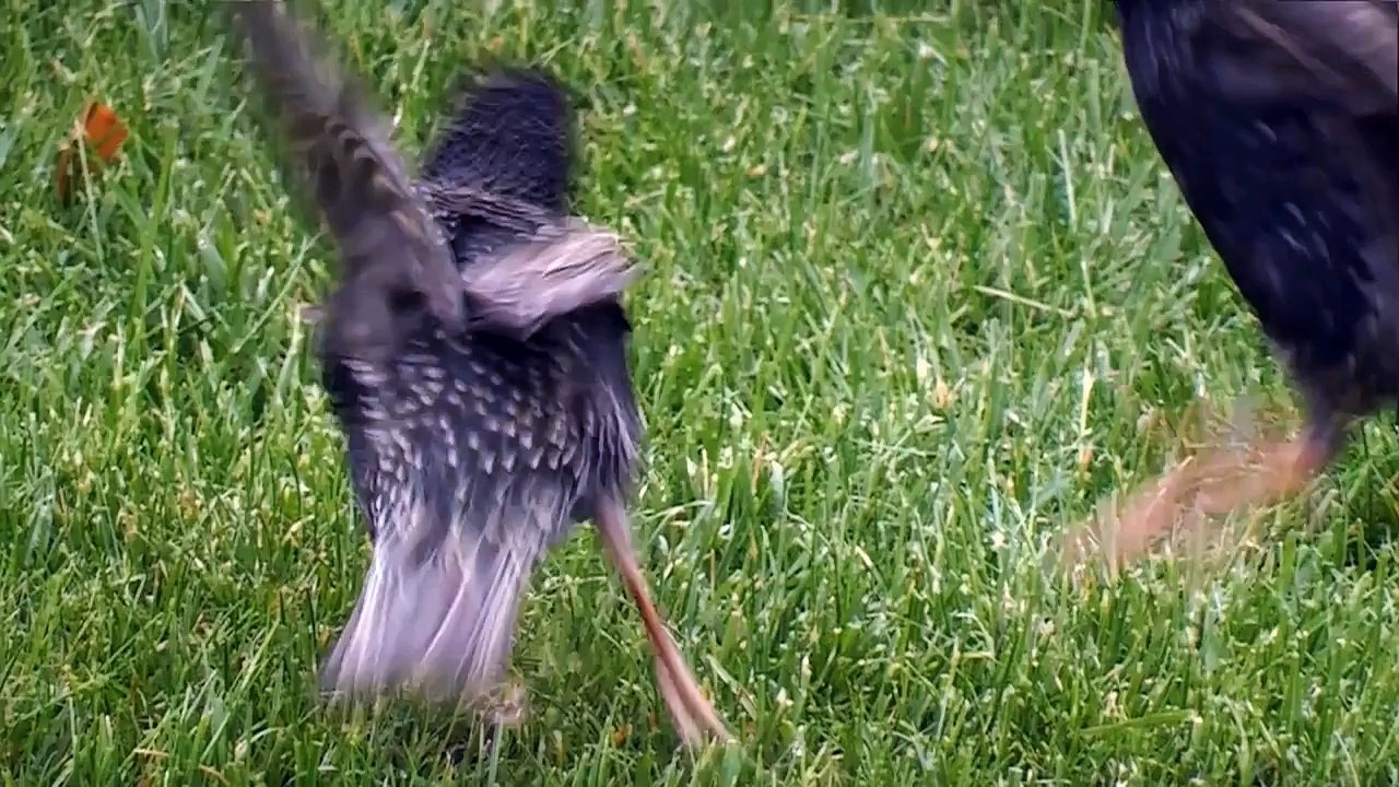 La baguarre pour la bouffe