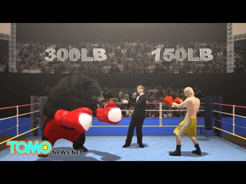 人熊大戰！73歲退休拳擊手 赤手空拳對抗黑熊