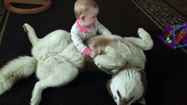 Husky joue avec un bébé de 7 mois