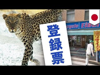 ヒョウの毛皮、違法販売で逮捕