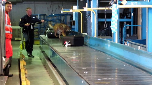 Lesquin : rencontre avec Baster, chien spécialiste en recherche d'explosif à l'aéroport