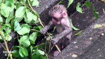 Poor Baby Monkey cry mom disappears