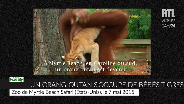 Un orang-outan donne le biberon à des bébés tigres