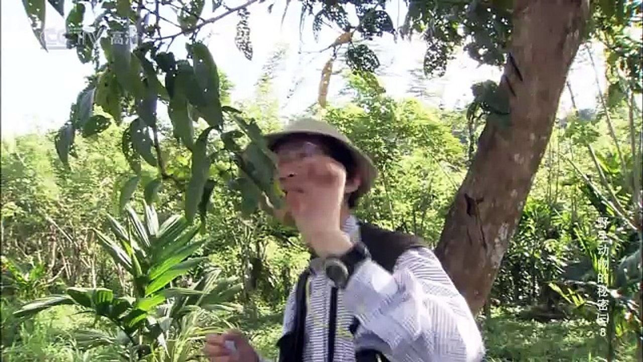 野生动物的秘密（三）第8集 萤火虫-为爱而闪耀 2/2 CCTV高清720P