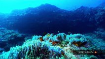Nature's wonders: Coral reefs in HD