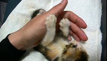 三毛猫の赤ちゃんを拾いました。仔猫子猫japanese Calico cat kitten kitty