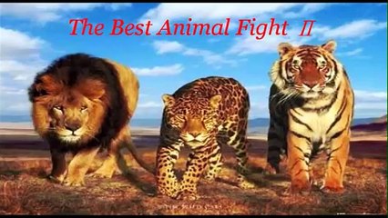 The Best Animal Fights 2
