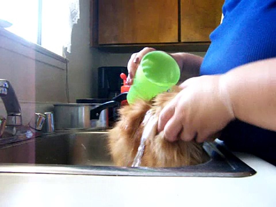 Peanut gets a bath