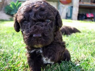 Perro de Aguas Español (la Inteligencia de la raza)