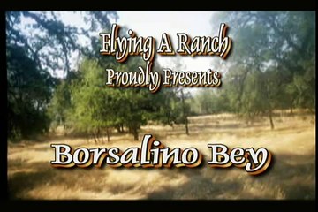 Borsalino Bey - Black Arabian Stallion
