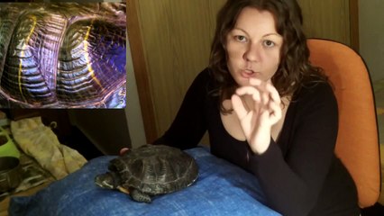 COMO SABER LA EDAD DE LAS TORTUGAS / CALCULO APROXIMADO DE LA EDAD