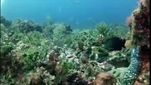 GoPro Underwater Fish Bites EEL and Shark Lurking Everywhere!