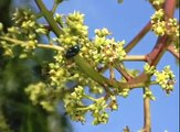 Mango Flower Pollination