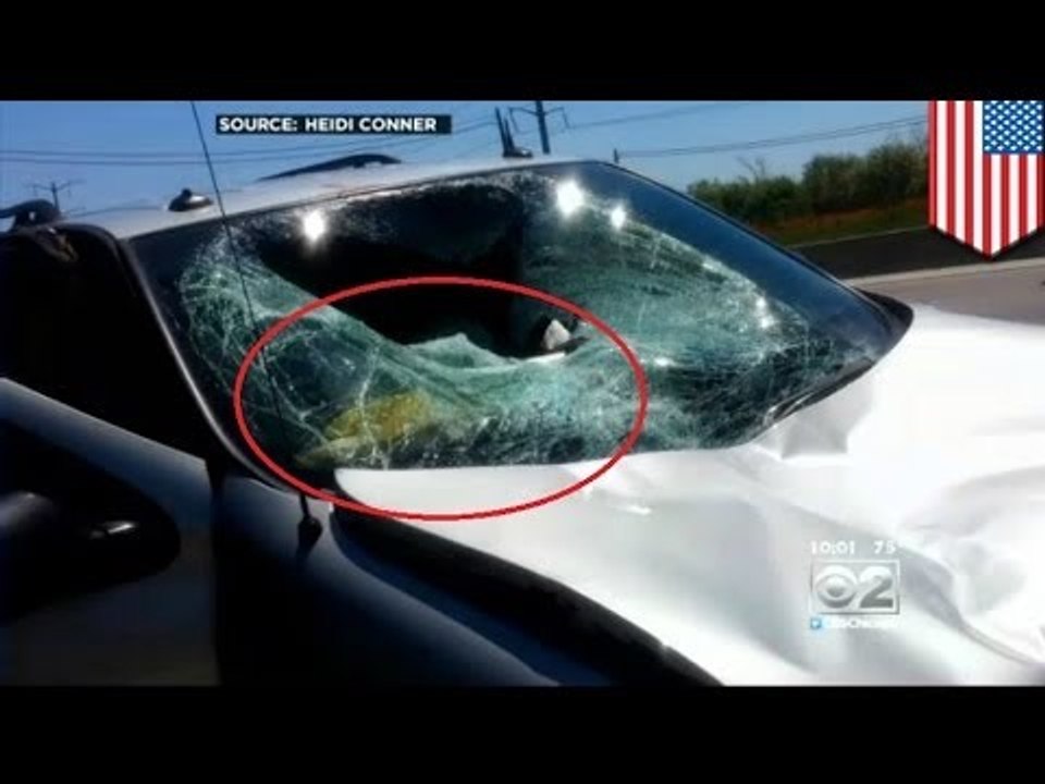 Wypadek czy samobójstwo? Co stało się z tym jeleniem?