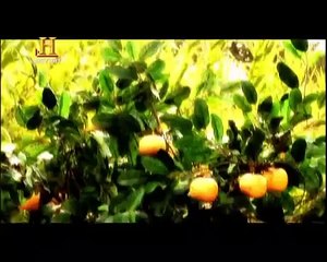 7 Ölümcül Günah - Pride(Kibir)