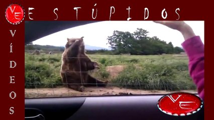 Vídeos estúpidos | Animales saludando | Niños cagando 2014