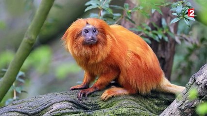 Vol d'animaux à Beauval : des singes en grand danger