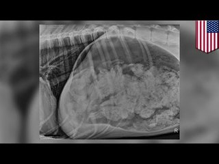 靴下フェチ!?43.5足食べた犬