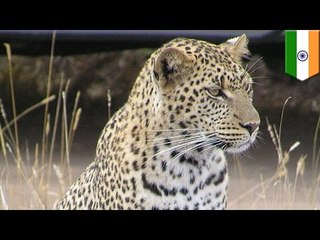 ヒョウ倒した56歳インド女性