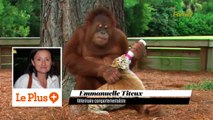 L'orang-outan qui adopte des bébés tigres décrypté par un vétérinaire