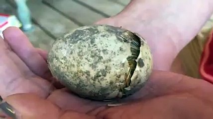 See what comes out from Egg