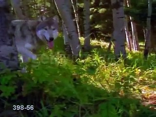 wolf  tribute- song: Enya adiemus