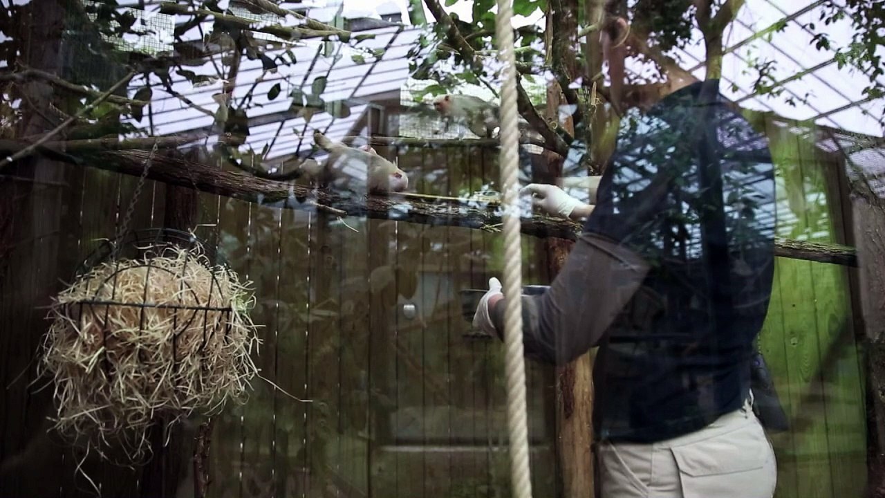 Seventeen endangered monkeys stolen from French...