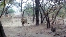 LION APPROACHES THE VISITORS - IN GIR NATIONAL PARK......BY Dr. NAGARAJ