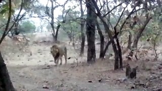 LION APPROACHES THE VISITORS - IN GIR NATIONAL PARK......BY Dr. NAGARAJ