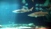 Massive Sand Sharks Giant Sea Turtles Rays And Fish All Swimming In The Same Tank??