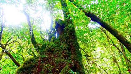 ［HD］世界遺産「もののけ姫」の森の舞台　 屋久島・白谷雲水峡 Princess Mononoke forest ( World Heritage) 花の名所案内