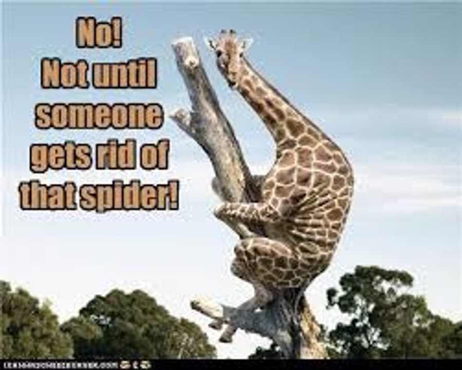 Spider funny video