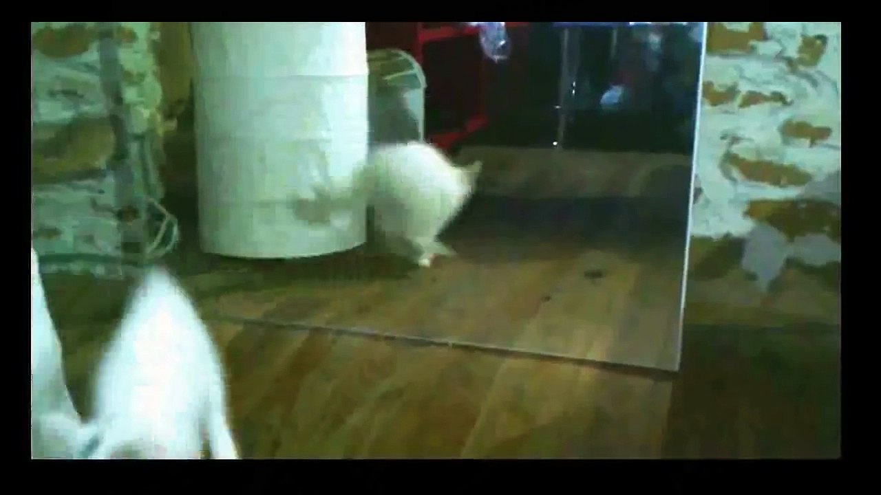 Funny Videos 2014 - Funny Cats Video - Funny Cat Videos Ever - Funny Animals - Funny Fails 2014