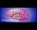 The Amygdala - the cause of all your anxiety. Cure anxiety and panic attacks fast.